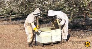 High returns from beekeeping &ndash; Dr. Kenchareddy